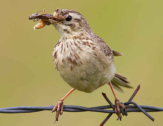 African Pipit